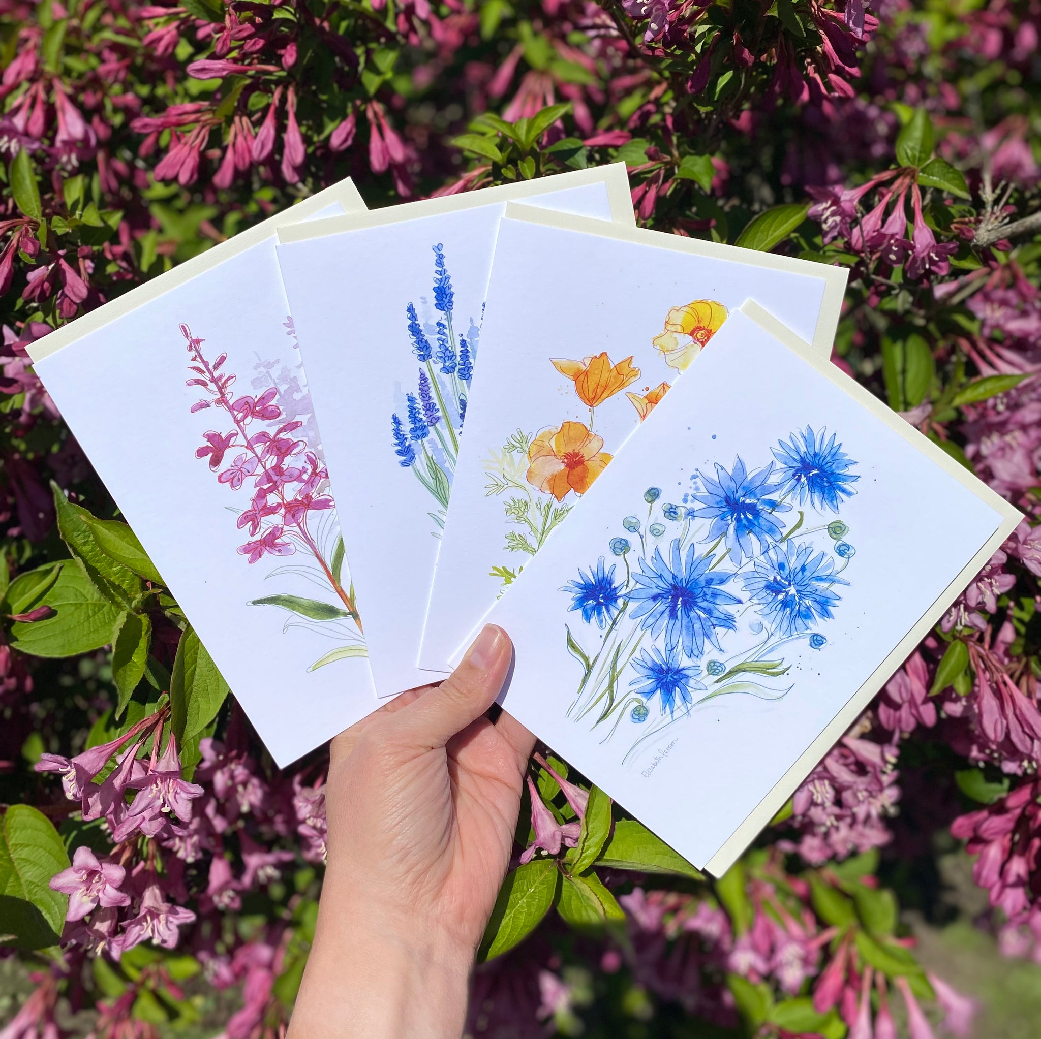 WildflowerCardPack2_2048x.jpg?