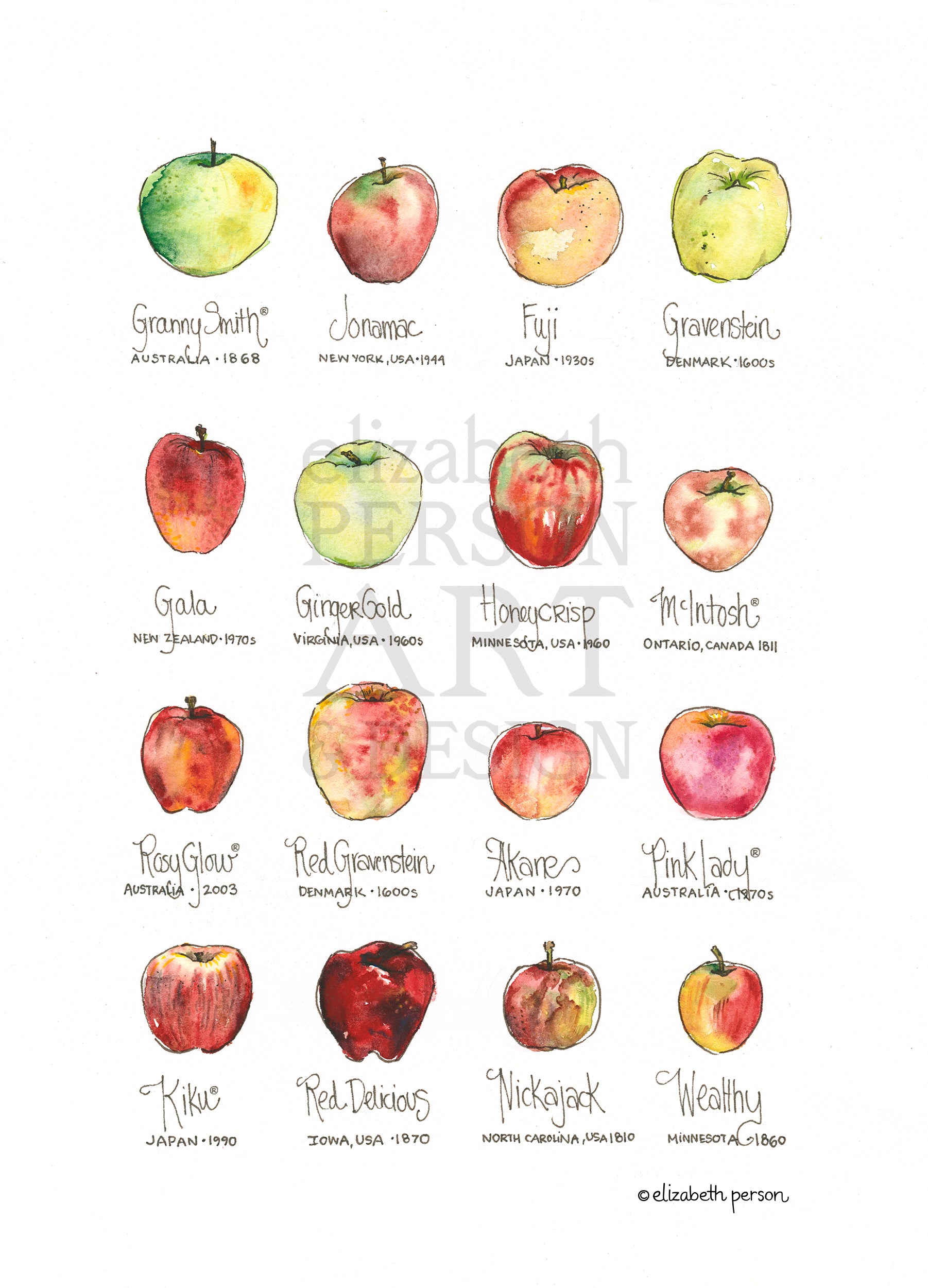 Types Of Apple Chart
