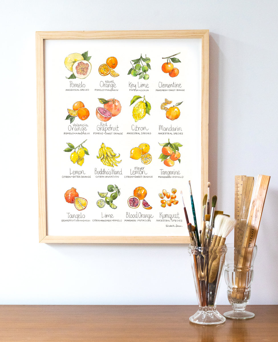 Citrus Chart Watercolor Art Print – Elizabeth Person Art & Design