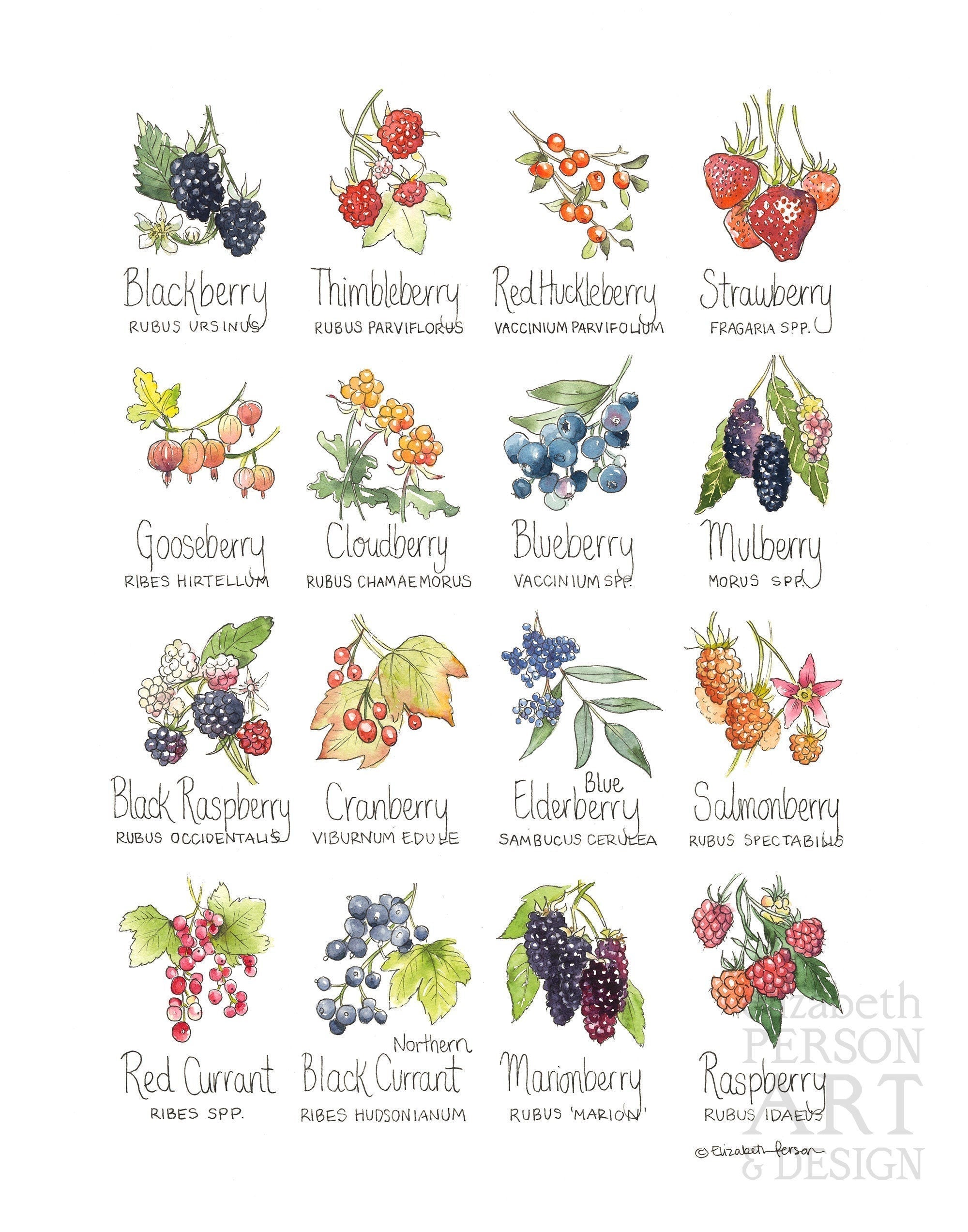 Berries Chart Watercolor Art Print – Elizabeth Person Art