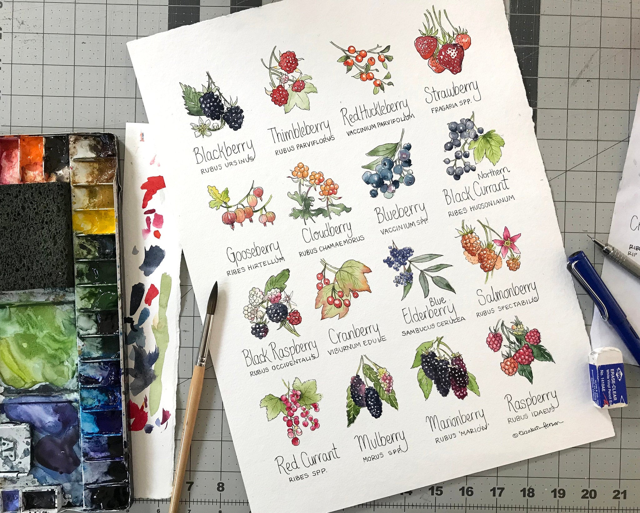 Berries Chart Watercolor Art Print – Elizabeth Person Art